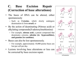 C. Base Excision Repair
(Correction of base alterations)
• The bases of DNA can be altered, either
spontaneously
– Such as Cytosine, which slowly undergoes
deamination to form uracil, or
• By the action of deaminating (Nitrous acid) or
alkylating compounds(S-adenosylmethionine)
– For example, nitrous acid, a potent compound that
deaminates cytosine, adenine (to hypoxanthine),
and guanine (to xanthine).
• Bases can also be lost spontaneously.
– For example, approximately 10,000 purine bases are
lost per cell per day.
• Lesions involving base alterations or loss can
be corrected by base excision repair.
 