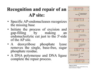 Recognition and repair of an
AP site:
• Specific AP-endonucleases recognizes
the missing base
• Initiate the process of excision and
gap-filling by making an
endonucleolytic cut just to the 5'-side
of the AP site.
• A deoxyribose phosphate lyase
removes the single, base-free, sugar
phosphate residue.
• A DNA polymerase and DNA ligase
complete the repair process.
 
