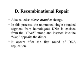 D. Recombinational Repair
• Also called as sister-strand exchange.
• In this process, the unmutated single stranded
segment from homologous DNA is excised
from the “Good” strand and inserted into the
“Gap” opposite the dimer.
• It occurs after the first round of DNA
replication.
 