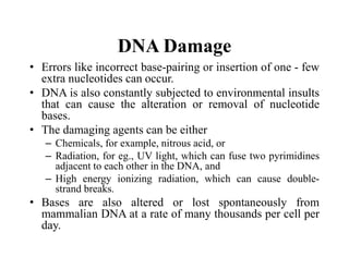 DNA Damage
• Errors like incorrect base-pairing or insertion of one - few
extra nucleotides can occur.
• DNA is also constantly subjected to environmental insults
that can cause the alteration or removal of nucleotide
bases.
• The damaging agents can be either
– Chemicals, for example, nitrous acid, or
– Radiation, for eg., UV light, which can fuse two pyrimidines
adjacent to each other in the DNA, and
– High energy ionizing radiation, which can cause double-
strand breaks.
• Bases are also altered or lost spontaneously from
mammalian DNA at a rate of many thousands per cell per
day.
 