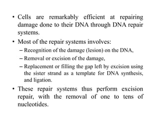 • Cells are remarkably efficient at repairing
damage done to their DNA through DNA repair
systems.
• Most of the repair systems involves:
– Recognition of the damage (lesion) on the DNA,
– Removal or excision of the damage,
– Replacement or filling the gap left by excision using
the sister strand as a template for DNA synthesis,
and ligation.
• These repair systems thus perform excision
repair, with the removal of one to tens of
nucleotides.
 
