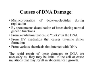 Causes of DNA Damage
• Misincorporation of deoxynucleotides during
replication
• By spontaneous deamination of bases during normal
genetic functions
• From x-radiation that cause “nicks” in the DNA
• From UV irradiation that causes thymine dimer
formation
• From various chemicals that interact with DNA
The rapid repair of these damages to DNA are
necessary as they may be lethal to the cell or cause
mutations that may result in abnormal cell growth.
 