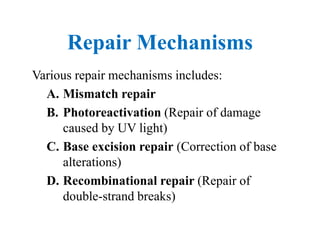 Repair Mechanisms
Various repair mechanisms includes:
A. Mismatch repair
B. Photoreactivation (Repair of damage
caused by UV light)
C. Base excision repair (Correction of base
alterations)
D. Recombinational repair (Repair of
double-strand breaks)
 