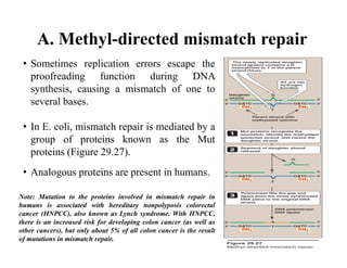 A. Methyl-directed mismatch repair
• Sometimes replication errors escape the
proofreading function during DNA
synthesis, causing a mismatch of one to
several bases.
• In E. coli, mismatch repair is mediated by a
group of proteins known as the Mut
proteins (Figure 29.27).
• Analogous proteins are present in humans.
Note: Mutation to the proteins involved in mismatch repair in
humans is associated with hereditary nonpolyposis colorectal
cancer (HNPCC), also known as Lynch syndrome. With HNPCC,
there is an increased risk for developing colon cancer (as well as
other cancers), but only about 5% of all colon cancer is the result
of mutations in mismatch repair.
 