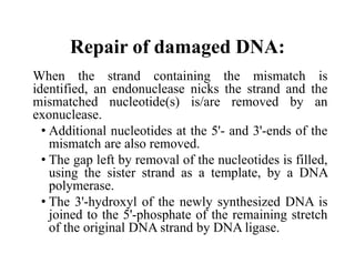 Repair of damaged DNA:
When the strand containing the mismatch is
identified, an endonuclease nicks the strand and the
mismatched nucleotide(s) is/are removed by an
exonuclease.
• Additional nucleotides at the 5'- and 3'-ends of the
mismatch are also removed.
• The gap left by removal of the nucleotides is filled,
using the sister strand as a template, by a DNA
polymerase.
• The 3'-hydroxyl of the newly synthesized DNA is
joined to the 5'-phosphate of the remaining stretch
of the original DNA strand by DNA ligase.
 