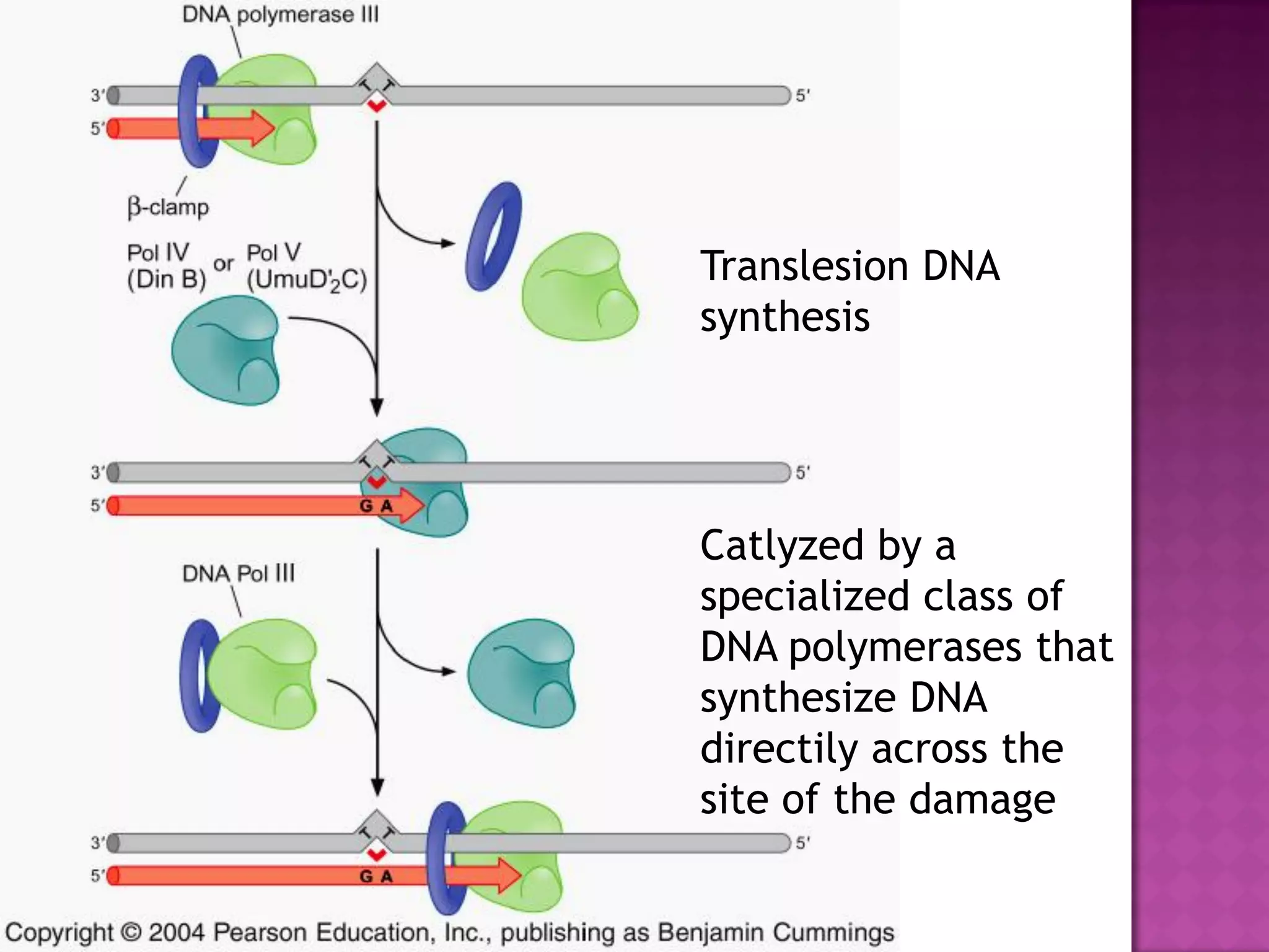 Translesion DNA
synthesis
Catlyzed by a
specialized class of
DNA polymerases that
synthesize DNA
directily across the
site of the damage
 