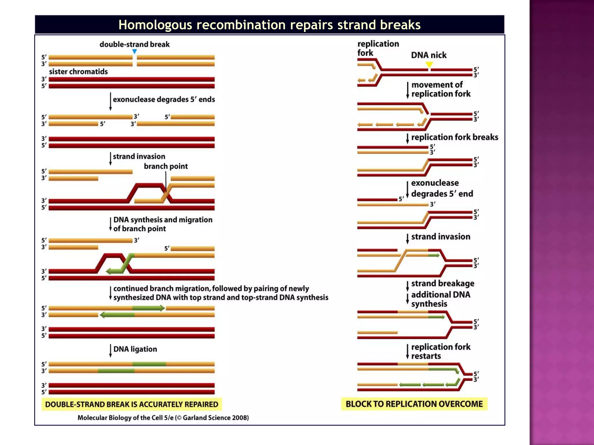 Homologous recombination repairs strand breaks
 