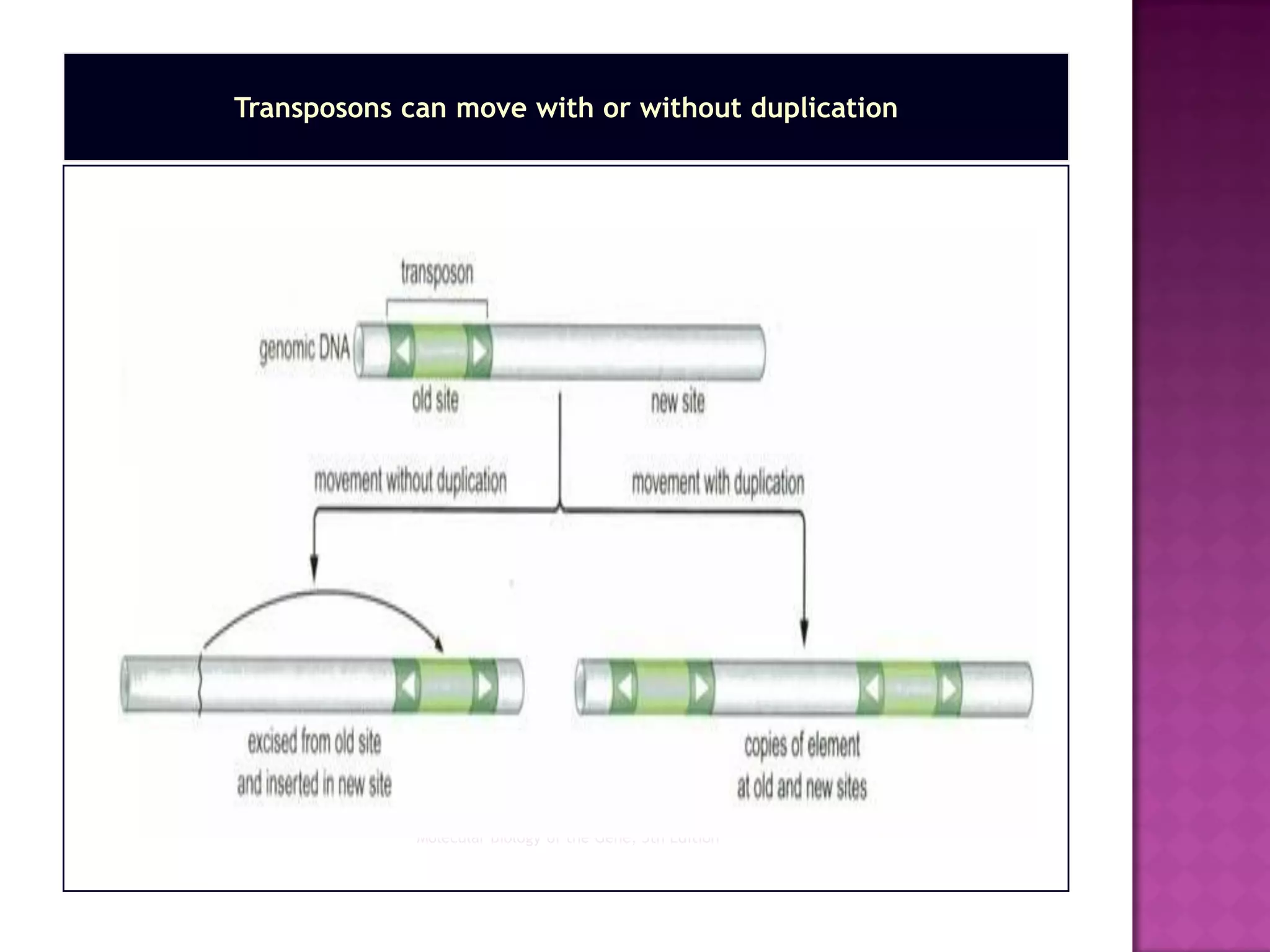 Molecular Biology of the Gene, 5th Edition
Transposons can move with or without duplication
 