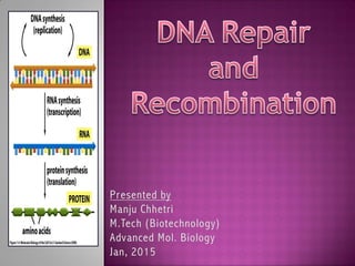 DNA Damage, Repair and Recombination | PDF