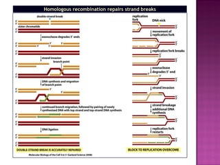 DNA Damage, Repair and Recombination | PDF