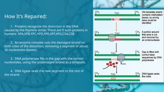 Comprehensive Overview of DNA Repair Mechanisms and Associated Diseases ...