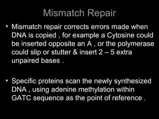 Mismatch Repair
• Mismatch repair corrects errors made when
DNA is copied , for example a Cytosine could
be inserted opposite an A , or the polymerase
could slip or stutter & insert 2 – 5 extra
unpaired bases .
• Specific proteins scan the newly synthesized
DNA , using adenine methylation within
GATC sequence as the point of reference .
 