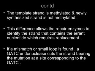contd
• The template strand is methylated & newly
synthesized strand is not methylated .
• This difference allows the repair enzymes to
identify the strand that contains the errant
nucleotide which requires replacement .
• If a mismatch or small loop is found , a
GATC endonuclease cuts the strand bearing
the mutation at a site corresponding to the
GATC .
 