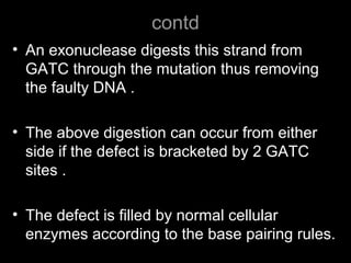 contd
• An exonuclease digests this strand from
GATC through the mutation thus removing
the faulty DNA .
• The above digestion can occur from either
side if the defect is bracketed by 2 GATC
sites .
• The defect is filled by normal cellular
enzymes according to the base pairing rules.
 