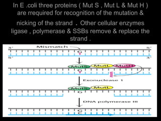 In E .coli three proteins ( Mut S , Mut L & Mut H )
are rrequired for recognition of the mutation &
nicking of the strand . Other cellular enzymes
ligase , polymerase & SSBs remove & replace the
strand .
 