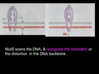 MutS scans the DNA, & recognize the mismatch or
the distortion in the DNA backbone .
 