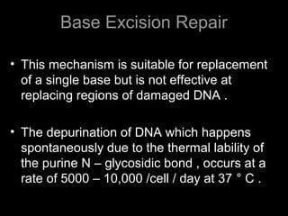 Base Excision Repair
• This mechanism is suitable for replacement
of a single base but is not effective at
replacing regions of damaged DNA .
• The depurination of DNA which happens
spontaneously due to the thermal lability of
the purine N – glycosidic bond , occurs at a
rate of 5000 – 10,000 /cell / day at 37 ° C .
 