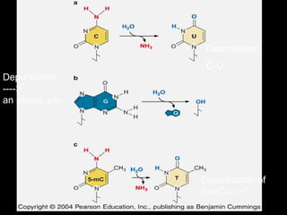 Deamination
C-U
Depurination
---->
an abasic site
Deamination of
5-mC---->T
 