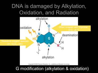 DNA is damaged by Alkylation,
Oxidation, and Radiation
Often mispair with thymine
G:C –A:T
Reactive oxygen species
O2-
, H2O2, OH•
G modification (alkylation & oxidation)
 