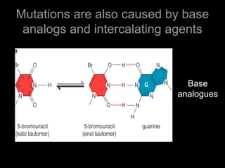 Mutations are also caused by base
analogs and intercalating agents
Base
analogues
 