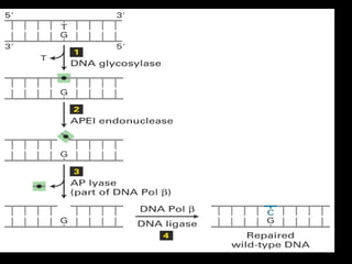 Base excision
repair
pathway
(apurinic/apyrimidinic; recognizes missing
base)
 