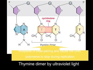 Thymine dimer by ultraviolet light
Incapable of base-pairing and cause the DNA
polymerse to stop during replication
 