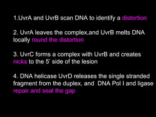 1.UvrA and UvrB scan DNA to identify a distortion
2. UvrA leaves the complex,and UvrB melts DNA
locally round the distortion
3. UvrC forms a complex with UvrB and creates
nicks to the 5’ side of the lesion
4. DNA helicase UvrD releases the single stranded
fragment from the duplex, and DNA Pol I and ligase
repair and seal the gap
 