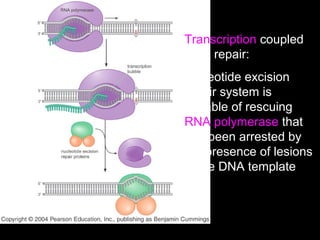 Transcription coupled
DNA repair:
nucleotide excision
repair system is
capable of rescuing
RNA polymerase that
has been arrested by
the presence of lesions
in the DNA template
 