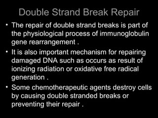 Double Strand Break Repair
• The repair of double strand breaks is part of
the physiological process of immunoglobulin
gene rearrangement .
• It is also important mechanism for repairing
damaged DNA such as occurs as result of
ionizing radiation or oxidative free radical
generation .
• Some chemotherapeutic agents destroy cells
by causing double stranded breaks or
preventing their repair .
 