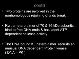 contd
• Two proteins are involved in the
nonhomologous rejoining of a ds break .
• Ku , a hetero dimer of 70 & 86 kDa subunits ,
bind to free DNA ends & has latent ATP
dependent helicase activity .
• The DNA bound Ku hetero dimer recruits an
unusual DNA dependent Protein kinase
( DNA – PK )
 