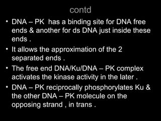 contd
• DNA – PK has a binding site for DNA free
ends & another for ds DNA just inside these
ends .
• It allows the approximation of the 2
separated ends .
• The free end DNA/Ku/DNA – PK complex
activates the kinase activity in the later .
• DNA – PK reciprocally phosphorylates Ku &
the other DNA – PK molecule on the
opposing strand , in trans .
 