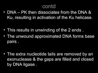 contd
• DNA – PK then dissociates from the DNA &
Ku, resulting in activation of the Ku helicase.
• This results in unwinding of the 2 ends .
• The unwound approximated DNA forms base
pairs .
• The extra nucleotide tails are removed by an
exonuclease & the gaps are filled and closed
by DNA ligase .
 