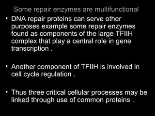 Some repair enzymes are multifunctional
• DNA repair proteins can serve other
purposes example some repair enzymes
found as components of the large TFIIH
complex that play a central role in gene
transcription .
• Another component of TFIIH is involved in
cell cycle regulation .
• Thus three critical cellular processes may be
linked through use of common proteins .
 