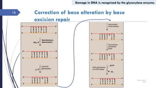 Dna repair mechanism | PDF