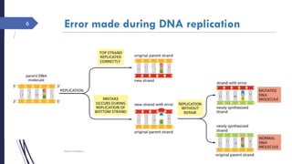 Dna repair mechanism | PDF