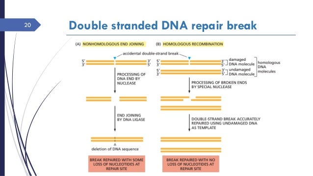mechanisms evolution of 8 repair Dna mechanism