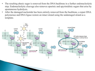 Dna repair mechanism | PPTX