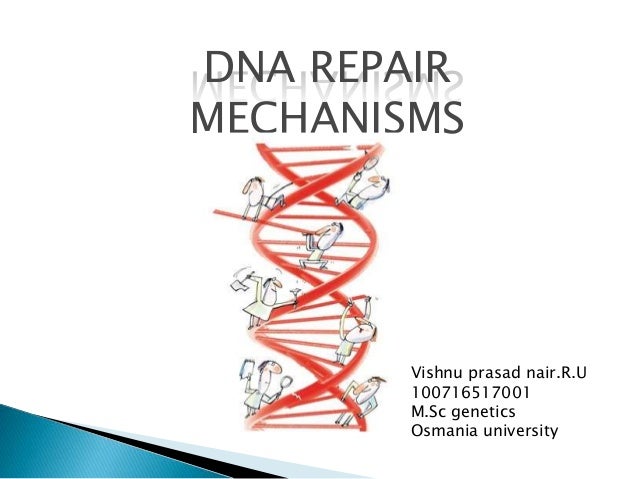 Dna repair mechanism slideshare Dna repair mechanism slideshare