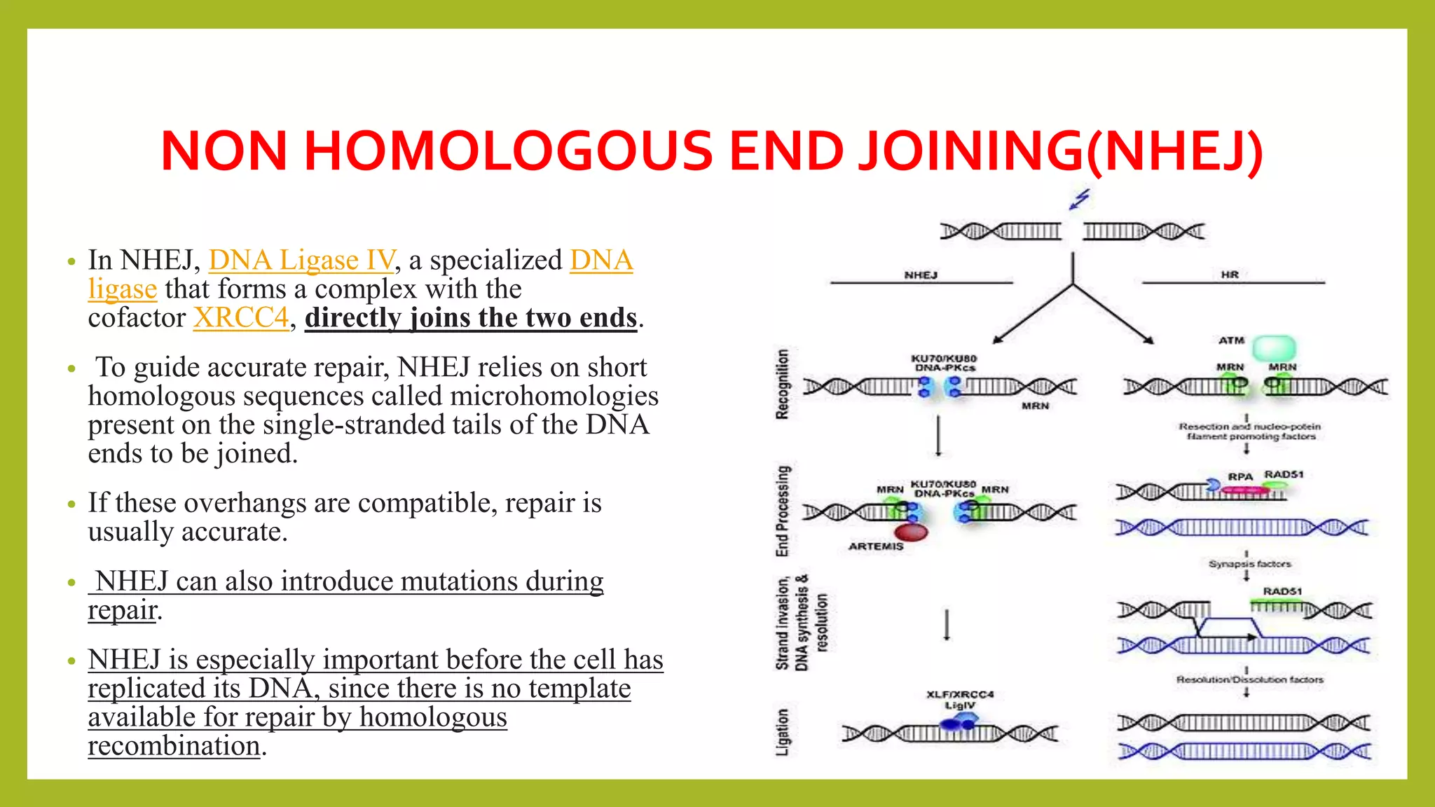 Microhomologies dna repair mechanism.pptx | Chemistry | Science