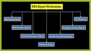 dna repair mechanism.pptx
