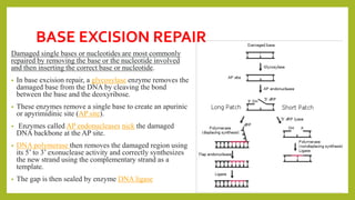 BASE EXCISION REPAIR
Damaged single bases or nucleotides are most commonly
repaired by removing the base or the nucleotide involved
and then inserting the correct base or nucleotide.
• In base excision repair, a glycosylase enzyme removes the
damaged base from the DNA by cleaving the bond
between the base and the deoxyribose.
• These enzymes remove a single base to create an apurinic
or apyrimidinic site (AP site).
• Enzymes called AP endonucleases nick the damaged
DNA backbone at the AP site.
• DNA polymerase then removes the damaged region using
its 5’ to 3’ exonuclease activity and correctly synthesizes
the new strand using the complementary strand as a
template.
• The gap is then sealed by enzyme DNA ligase
 