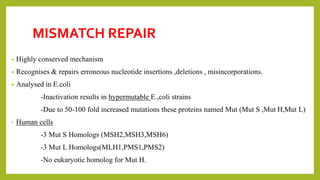 MISMATCH REPAIR
• Highly conserved mechanism
• Recognises & repairs erroneous nucleotide insertions ,deletions , misincorporations.
• Analysed in E.coli
-Inactivation results in hypermutable E.,coli strains
-Due to 50-100 fold increased mutations these proteins named Mut (Mut S ,Mut H,Mut L)
• Human cells
-3 Mut S Homologs (MSH2,MSH3,MSH6)
-3 Mut L Homologs(MLH1,PMS1,PMS2)
-No eukaryotic homolog for Mut H.
 