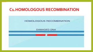 C1.HOMOLOGOUS RECOMBINATION
600 × 708
 