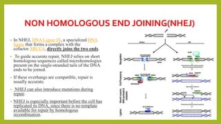 NON HOMOLOGOUS END JOINING(NHEJ)
• In NHEJ, DNA Ligase IV, a specialized DNA
ligase that forms a complex with the
cofactor XRCC4, directly joins the two ends.
• To guide accurate repair, NHEJ relies on short
homologous sequences called microhomologies
present on the single-stranded tails of the DNA
ends to be joined.
• If these overhangs are compatible, repair is
usually accurate.
• NHEJ can also introduce mutations during
repair.
• NHEJ is especially important before the cell has
replicated its DNA, since there is no template
available for repair by homologous
recombination.
 