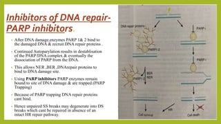 Inhibitors of DNA repair-
PARP inhibitors.
• After DNA damage,enzymes PARP 1& 2 bind to
the damaged DNA & recruit DNA repair proteins .
• Continued Autoparylation results in destablisation
of the PARP/DNA complex & eventually the
dissociation of PARP from the DNA.
• This allows NER ,BER ,DNArepair proteins to
bind to DNA damage site.
• Using PARP inhibitors PARP enzymes remain
bound to site of DNA damage & are trapped.(PARP
Trapping)
• Because of PARP trapping DNA repair proteins
cant bind.
• Hence unpaired SS breaks may degenerate into DS
breaks which cant be repaired in absence of an
intact HR repair pathway.
 