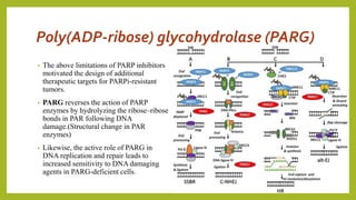 Poly(ADP-ribose) glycohydrolase (PARG)
• The above limitations of PARP inhibitors
motivated the design of additional
therapeutic targets for PARPi-resistant
tumors.
• PARG reverses the action of PARP
enzymes by hydrolyzing the ribose–ribose
bonds in PAR following DNA
damage.(Structural change in PAR
enzymes)
• Likewise, the active role of PARG in
DNA replication and repair leads to
increased sensitivity to DNA damaging
agents in PARG-deficient cells.
 