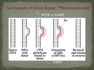 Comprehensive Overview of DNA Repair Mechanisms and Their Biological ...