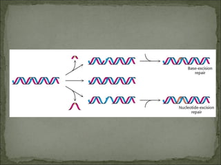 Comprehensive Overview of DNA Repair Mechanisms and Their Biological ...