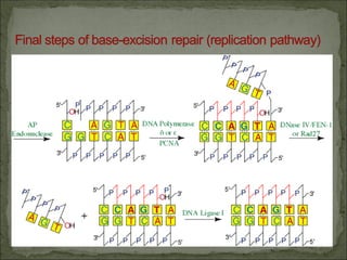 Comprehensive Overview of DNA Repair Mechanisms and Their Biological ...