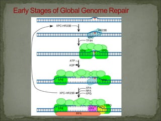 Comprehensive Overview of DNA Repair Mechanisms and Their Biological ...